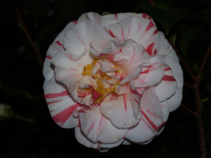 Camellia japonica 'Herbert Earl Gatch' (075275)