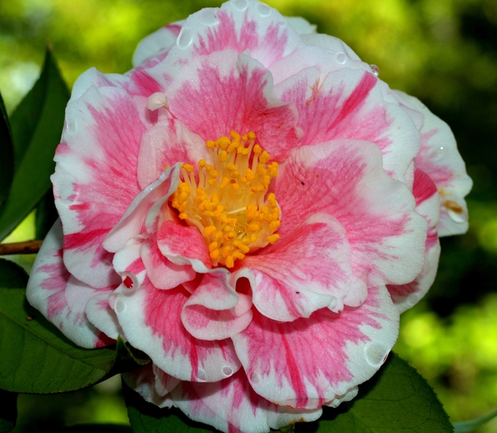 Camellia japonica 'Herme' (075278)
