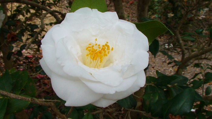 Camellia japonica 'Jenny Jones' (075280)