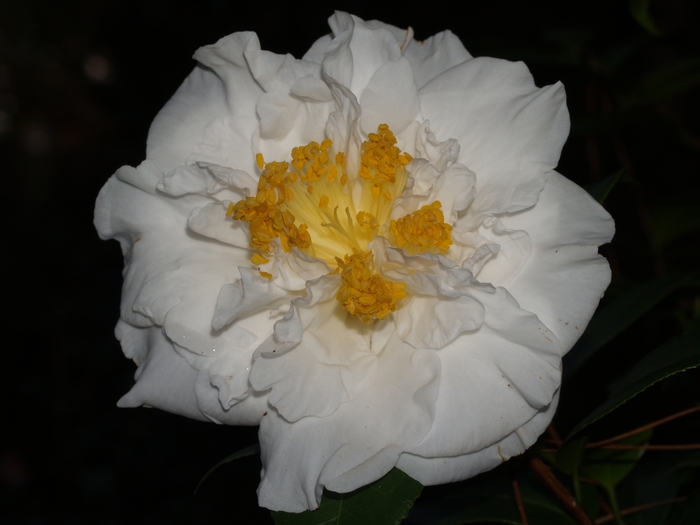 Camellia japonica 'Katie Wootton' (075285)