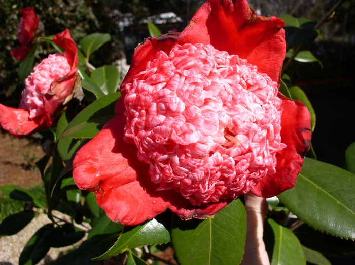 Camellia japonica 'Kumagai Nagoya' (075286)