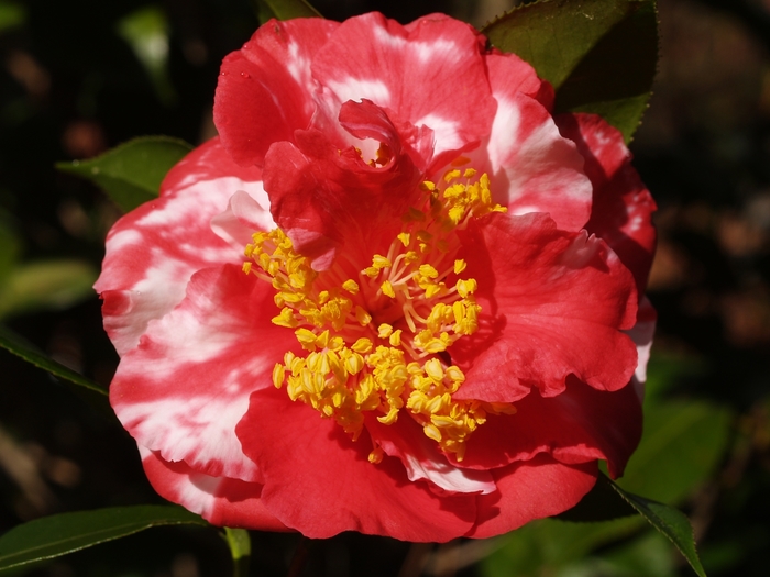 Camellia japonica 'Laura Walker Variegated' (075287)