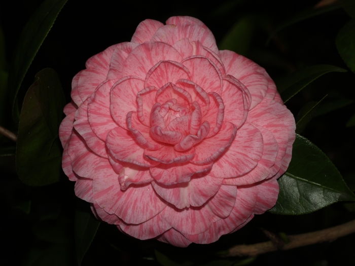 Camellia japonica 'Lindsey' (075288)