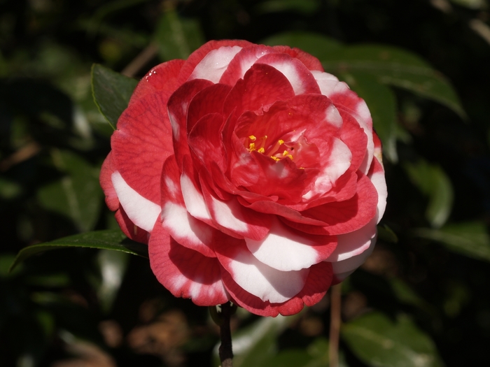 Camellia japonica 'Little Babe Variegated' (075290)