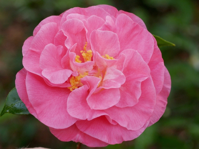 Camellia japonica 'Marie Bracey' (075294)