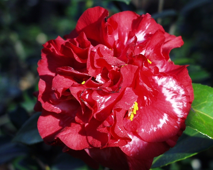 Camellia japonica 'Marvin Jernigan Variegated' (075295)