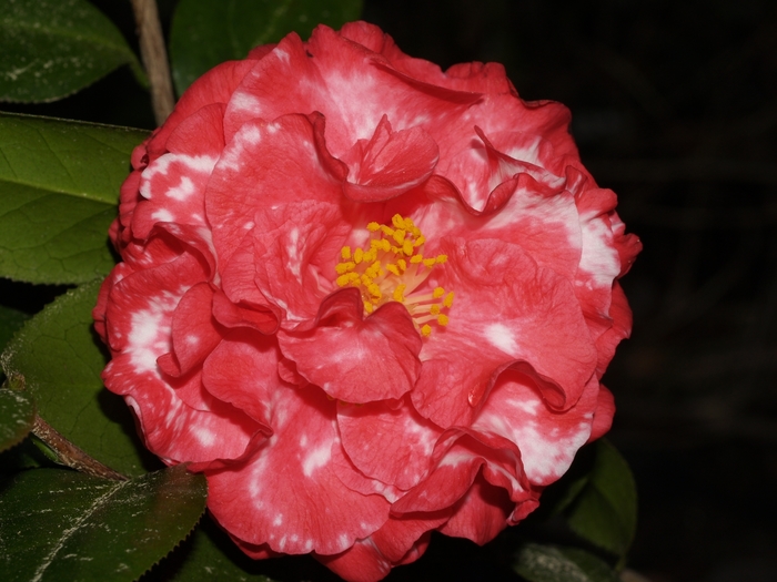 Camellia japonica 'Mary Edna Curlee Variegated' (075297)