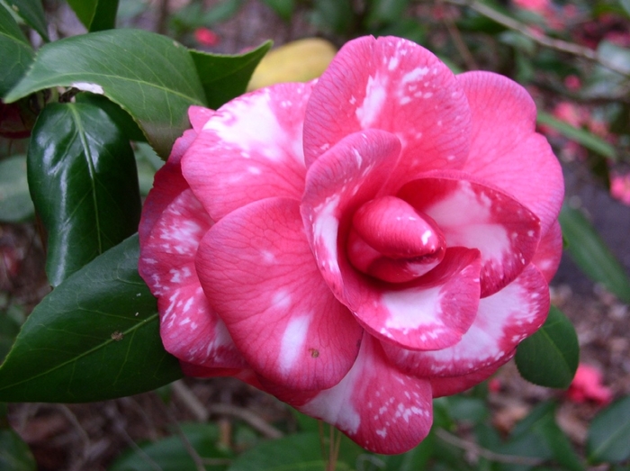 Camellia japonica 'Mathotiana Variegated' (075298)