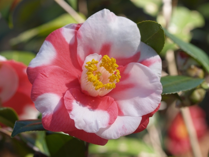 Camellia japonica 'Mercury Variegated' (075299)