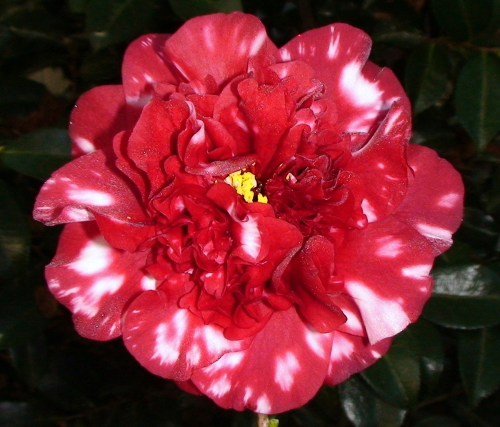 Camellia japonica 'Midnight Magic Variegated' (075300)