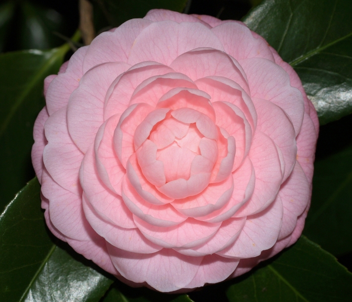 Camellia japonica 'Pink Perfection' (075313)