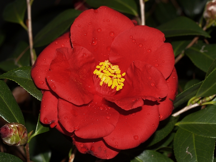 Camellia japonica 'Royal Velvet' (075316)