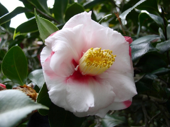 Camellia japonica 'Nagasaki' (075319)