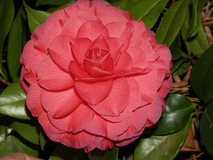 Camellia japonica 'Nuccio's Bella Rosa' (075321)
