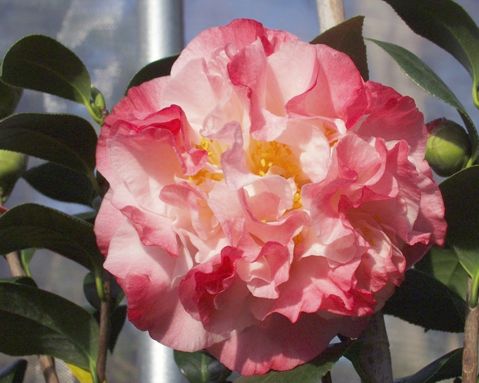 Camellia japonica 'Nuccio's Jewel' (075324)