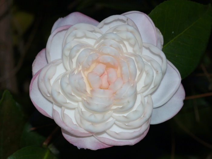 Camellia japonica 'October Affair' (075325)