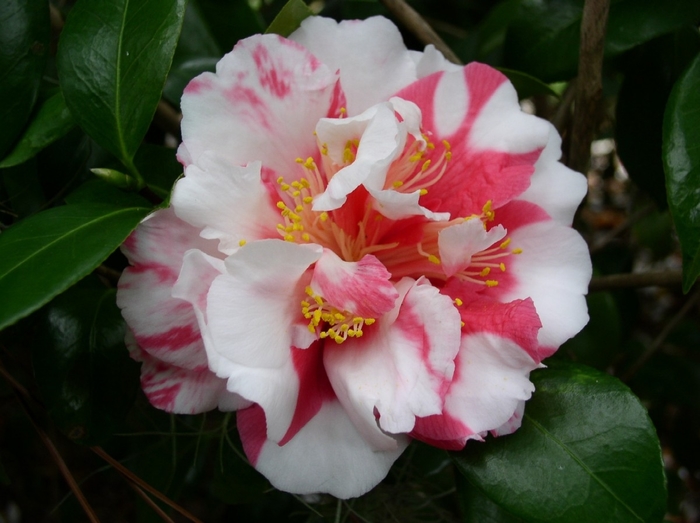 Camellia japonica 'Red Elephant' (075329)