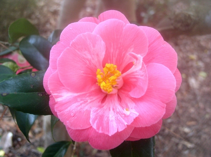 Camellia japonica 'Reverend John Bennett' (075331)