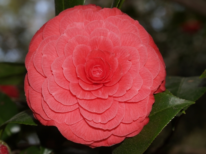 Camellia japonica 'Rosea Plena' (075333)
