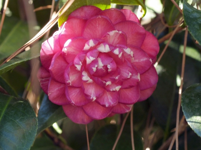 Camellia japonica 'Ruby Matthews' (075334)