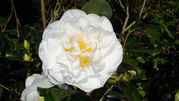 Camellia japonica 'Swan Lake™' (075340)
