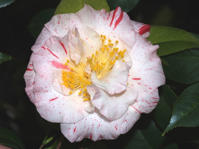 Camellia japonica 'Tick Tock Speckled' (075346)