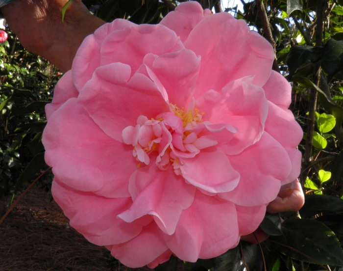 Camellia japonica 'Tiffany' (075347)