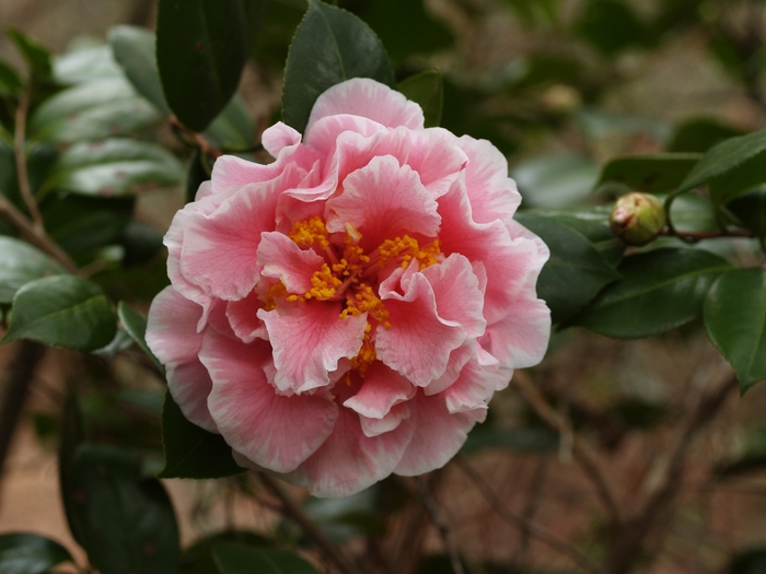 Camellia japonica 'Tomorrow's Dream' (075349)