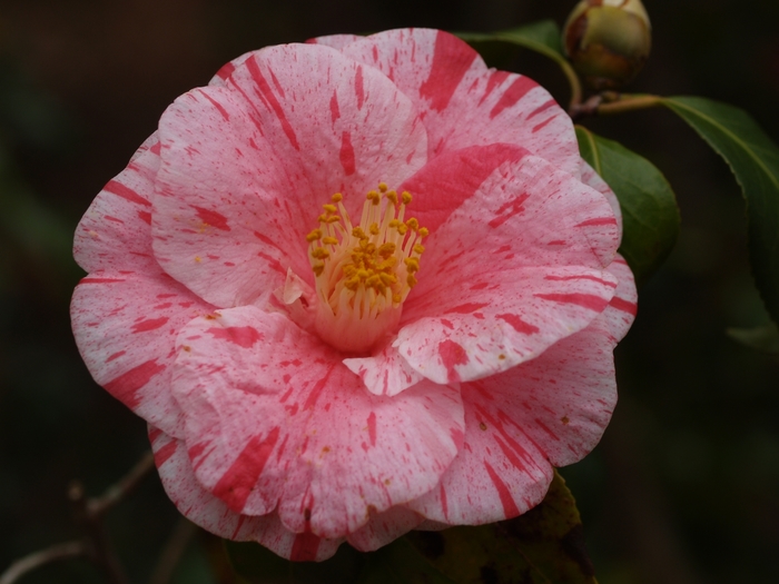 Camellia japonica 'Tricolor Siebold' (075350)