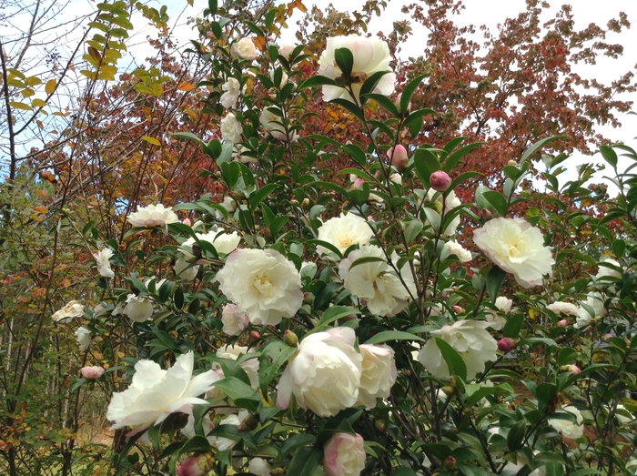 Camellia sasanqua 'Cecelia' (075364)