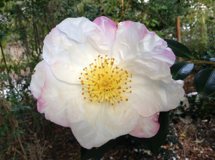 Camellia sasanqua 'Narumigata' (075369)