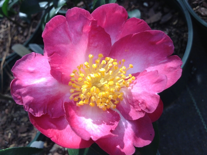 Camellia sasanqua 'Navajo' (075370)