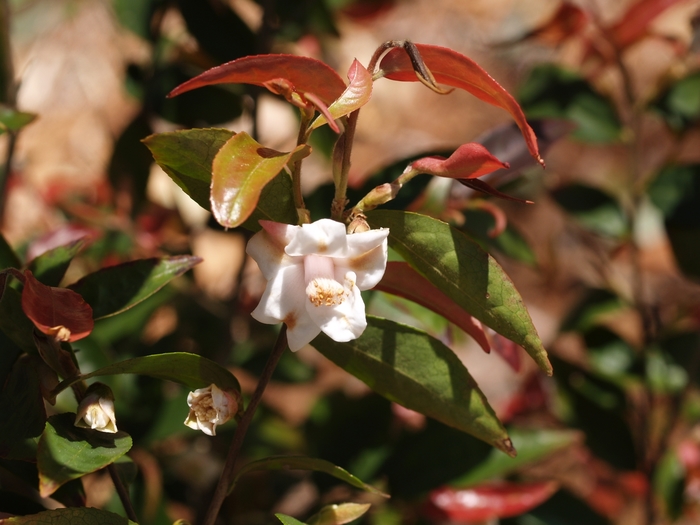 Camellia assimilis '' (075377)