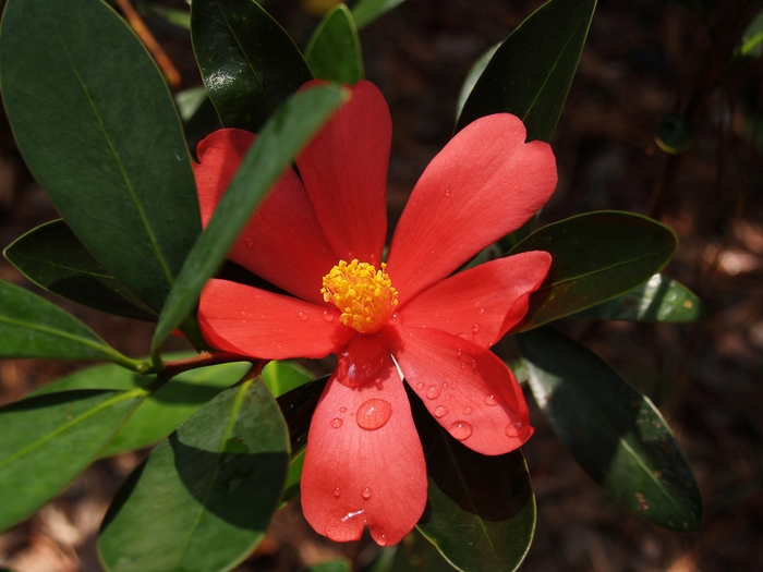 Camellia azalea '' (075378)