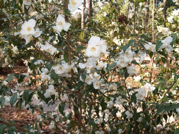 Camellia buxifolia '' (075379)