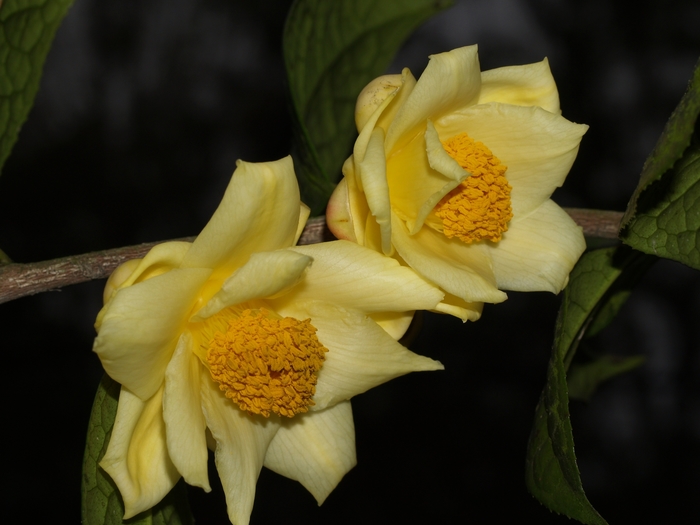 Camellia chrysanthoides '' (075381)