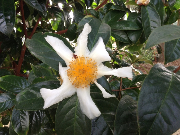 Camellia crapnelliana '' (075382)