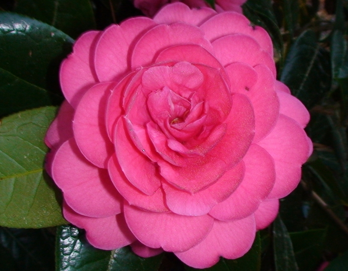 Camellia edithae 'Jinqu' (075383)