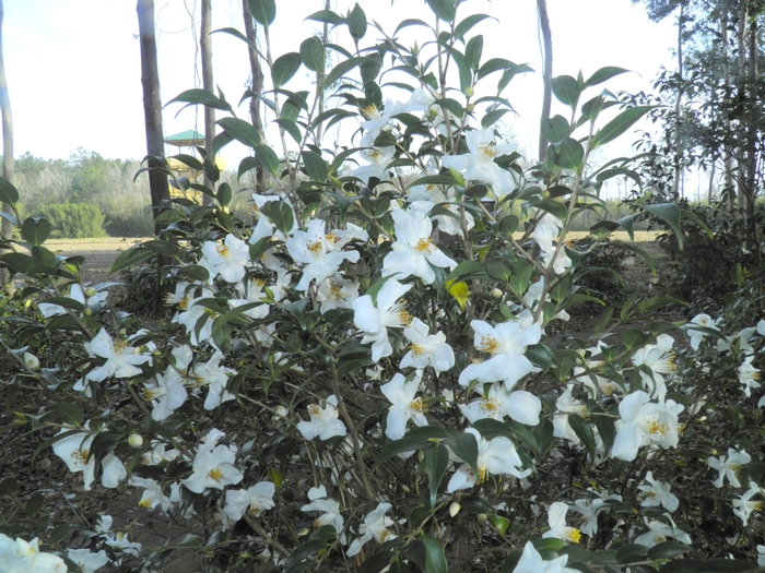 Camellia euryoides '' (075385)