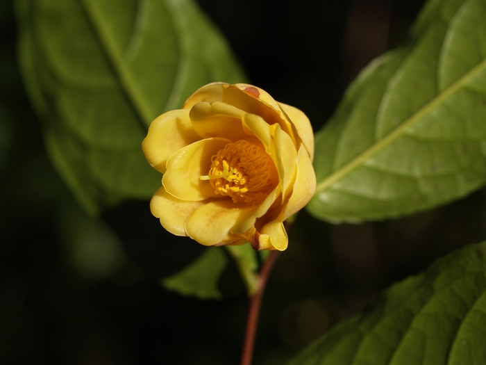 Camellia flava '' (075386)