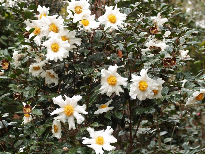 Camellia granthamiana '' (075387)