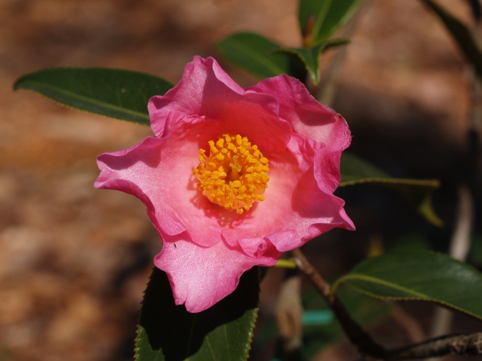 Camellia lapidea '' (075391)