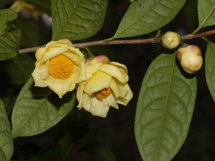 Camellia nitidissima '' (075394)