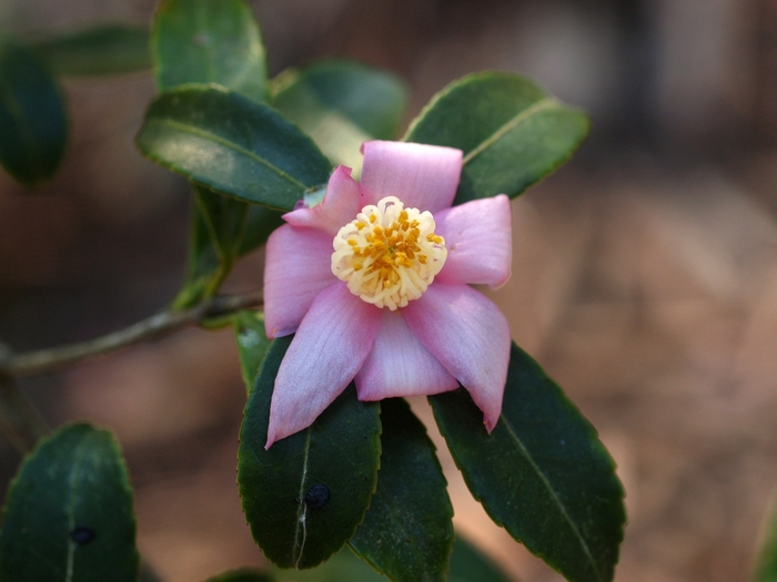 Camellia puniceiflora '' (075395)