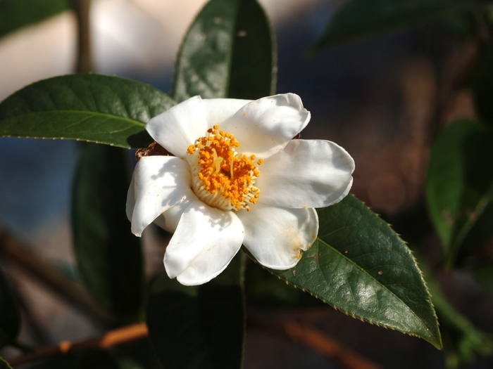 Camellia rhytidocarpa '' (075396)