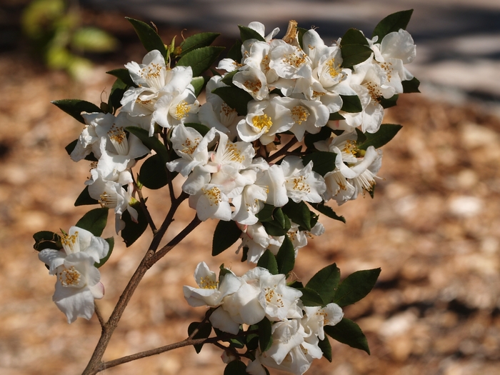 Camellia transnokoensis '' (075399)