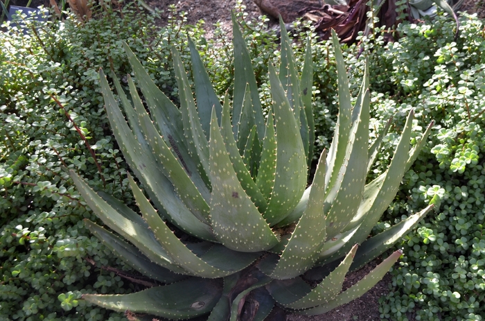 Aloe aculeata '' (075473)