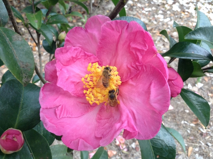 Camellia 'Pink Butterfly' (075593)