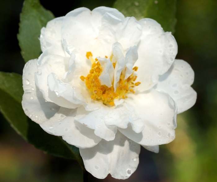 Camellia 'Polar Ice' (075594)