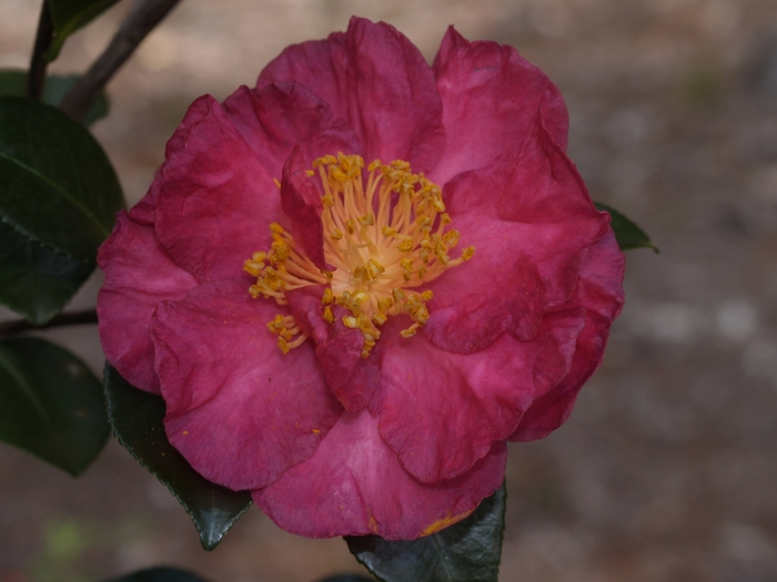 Camellia 'Ponderosa' (075595)